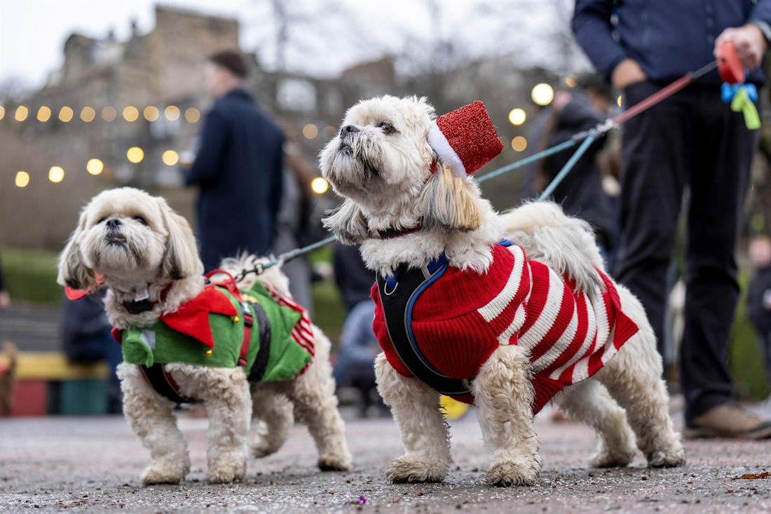 Perros. Archivo (JANE BARLOW/PA WIRE/DPA)