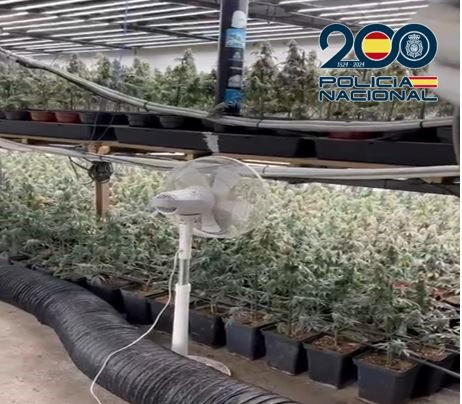 Plantación de marihuana incautada