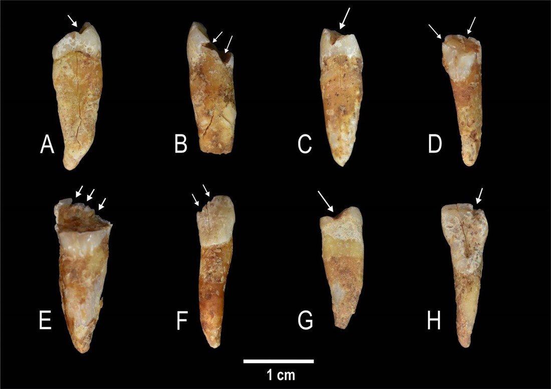 Dientes prehistóricos.