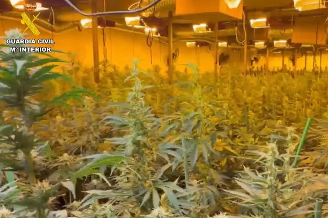 La Guardia Civil se incauta de 2,177 plantas de marihuana en cuatro operaciones simultáneas el 27 de abril en Darro, Colomera, Iznalloz y Fuente Vaqueros (GUARDIA CIVIL)