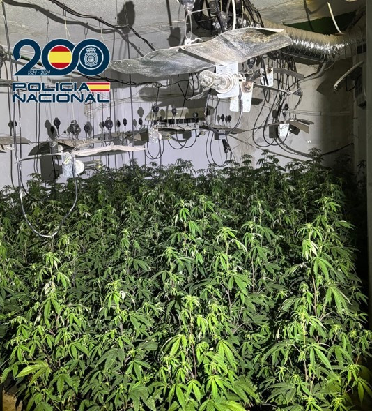 Plantación desmantelada  (POLICÍA NACIONAL)