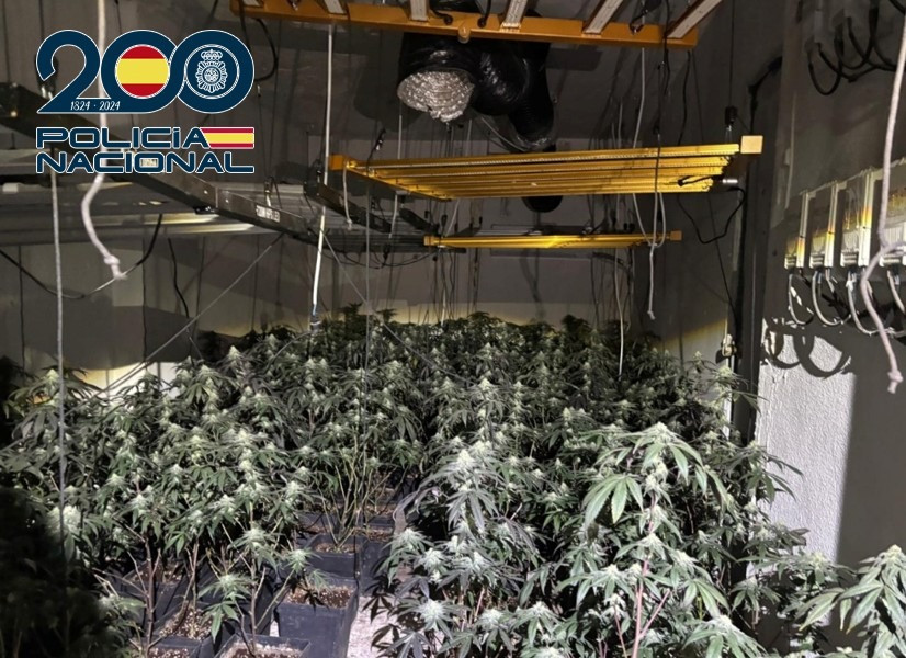 Plantación de Marihuana (POLICIA NACIONAL)