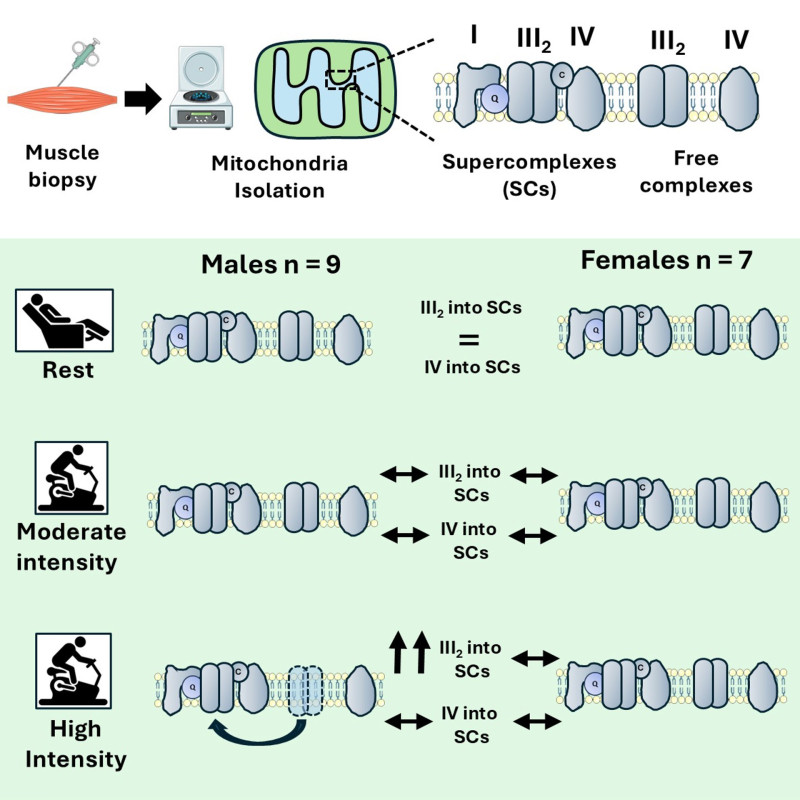 El estudio muestran que los hombres aumentan la formación de los supercomplejos mitocondriales y reducen los niveles de lactato durante el ejercicio a mayor intensidad, mientras que las mujeres mantienen un perfil estable sin grandes cambios.
