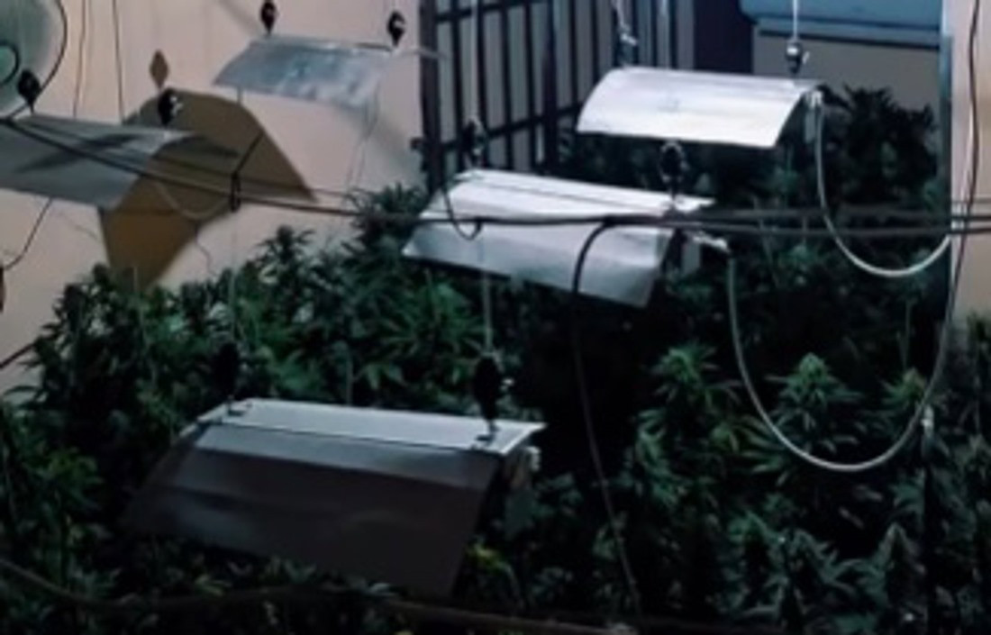Plantas de marihuana intervenidas en una vivienda del Sacromonte, en Granada (POLICIA LOCAL DE GRANADA)
