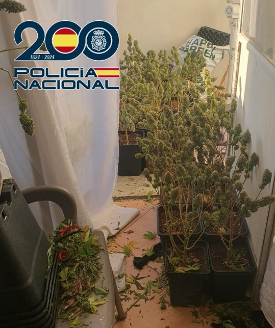 Plantación desmantelada (POLICIA NACIONAL)