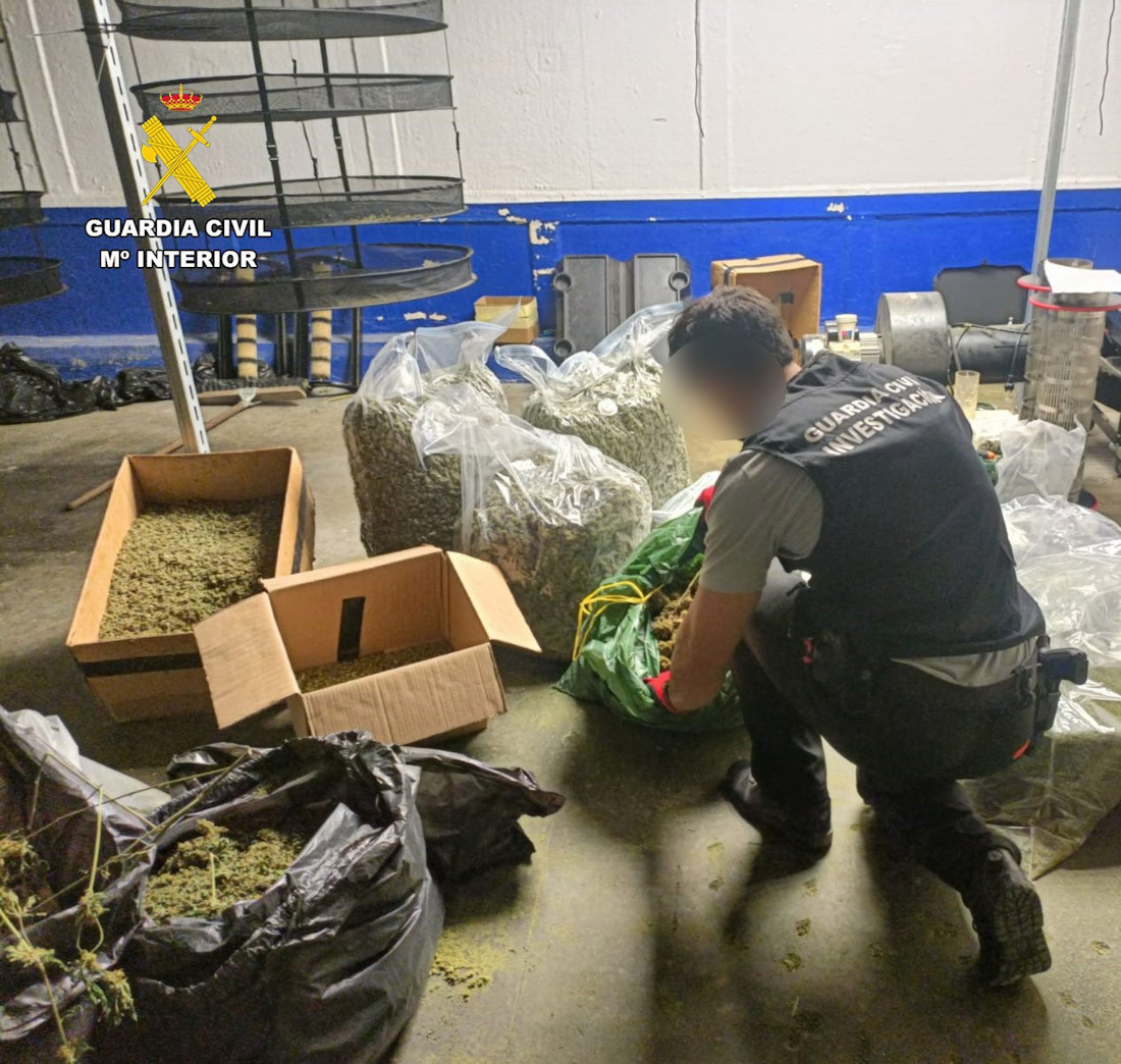 Se intervinieron 1.066 plantas de cannabis sativa, de las cuales 58 eran plantas madre destinadas a la obtención de esquejes, 31,15 kilos de marihuana envasada al vacío, 13,6 kilos de polen y 6,46 kilos de picadura de marihuana (GUARDIA CIVIL)
