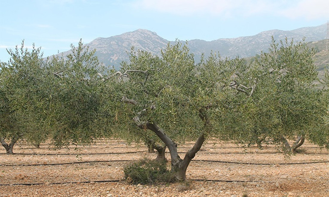 as altas temperaturas han hecho que los niveles de polen de olivo en la provincia de Granada empiecen a descender (CONSELLERIA D'AGRICULTURA)