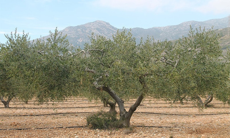 as altas temperaturas han hecho que los niveles de polen de olivo en la provincia de Granada empiecen a descender (CONSELLERIA D'AGRICULTURA)