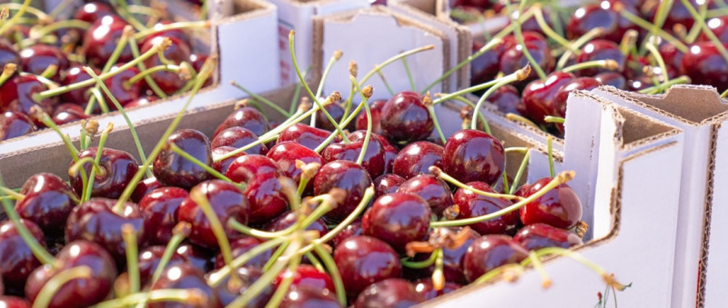 Cerezas de Maitena (FAECA)