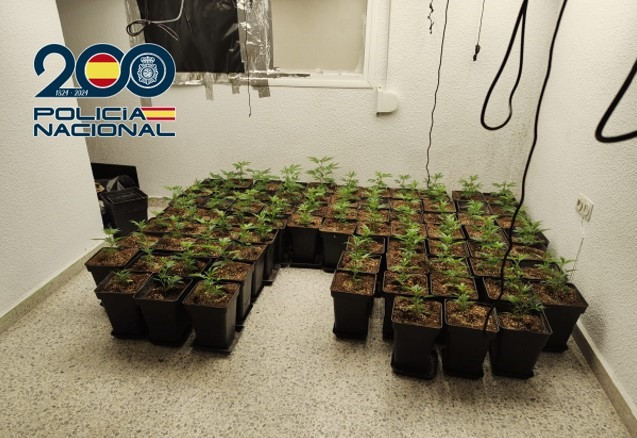 Plantas Incautadas (POLICIA NACIONAL)