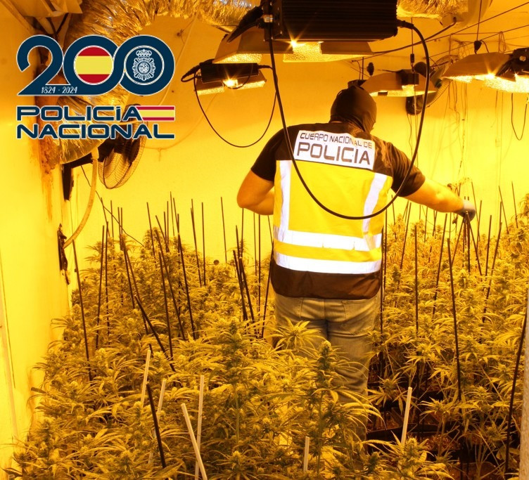 Plantación de marihuana (POLICIA ANCIONAL)