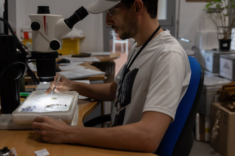 Análisis para la detección del virus del Nilo en mosquitos portadores. Archivo (JUNTA DE ANDALUCÍA)