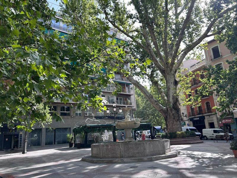 El Ayuntamiento garantiza la seguridad y conservación de los cuatro árboles históricos de Plaza del Campillo (AYUNTAMIENTO DE GRANADA)