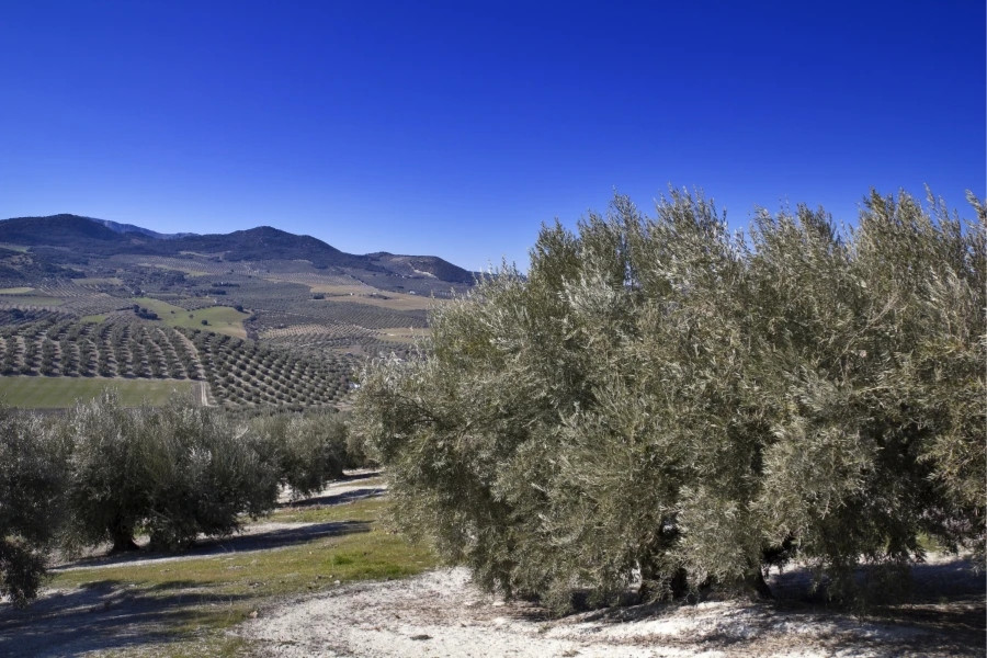 Olivar (FAECA)