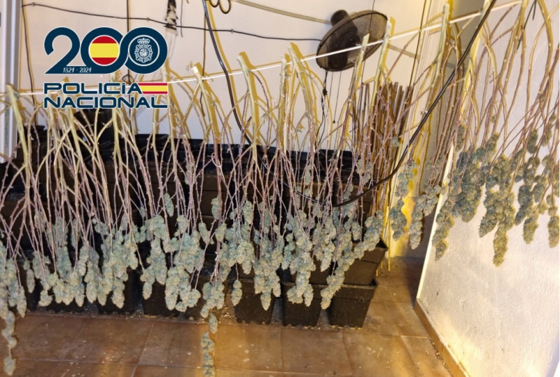 Cogollos en proceso de secado (POLICIA NACIONAL)