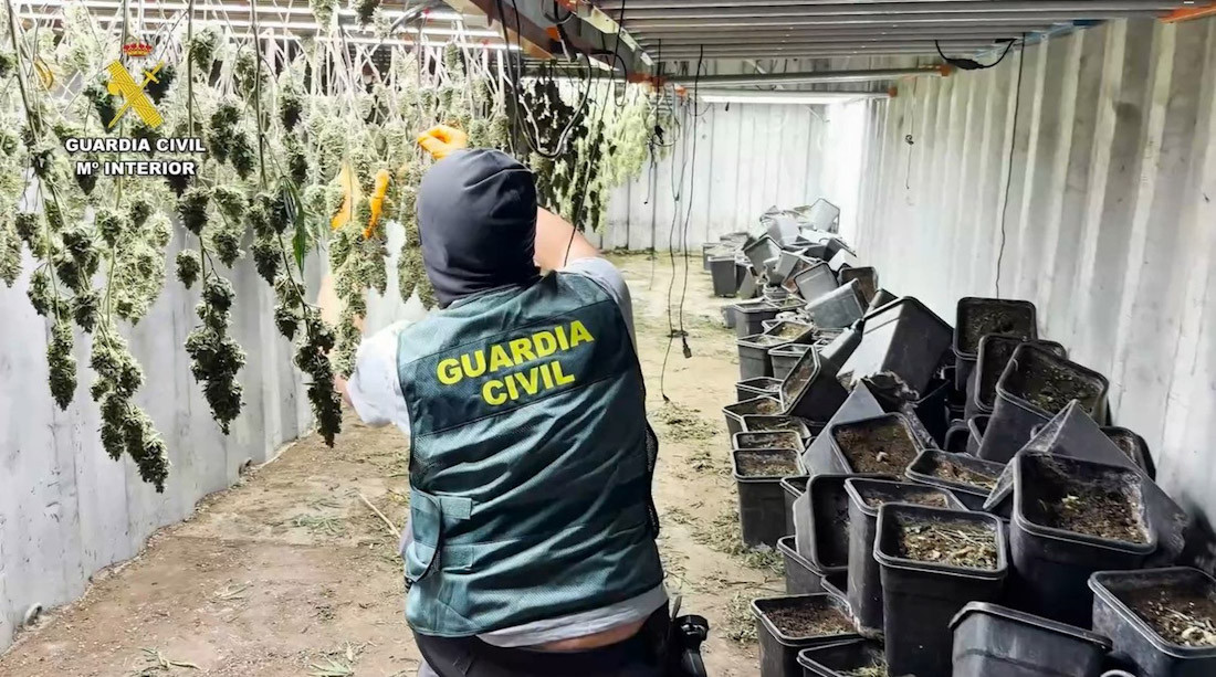 Marihuana incautada en Iznalloz (GUARDIA CIVIL)