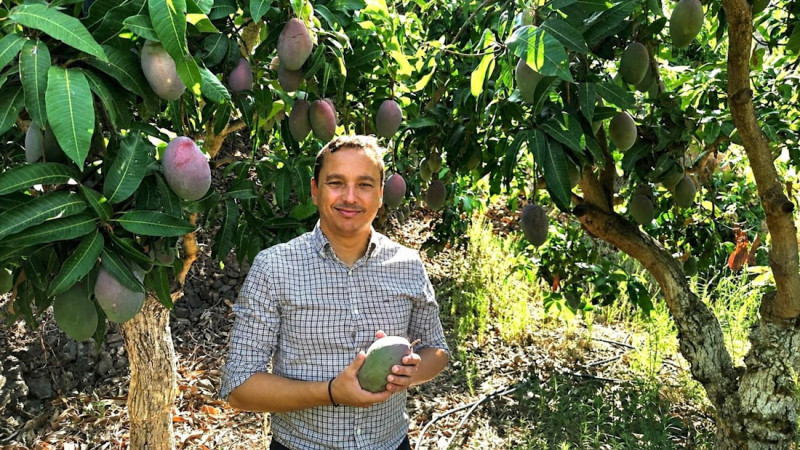 El concejal de Agricultura de Almuñécar en la finca El Zahorí junto a una plantación de mangos (AYUNTAMIENTO DE ALMUÑÉCAR)